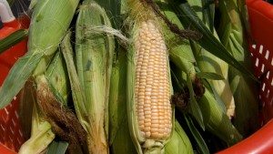 corn