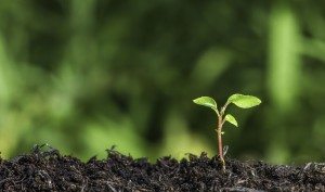 sprout_1920po_shutterstock_147266159